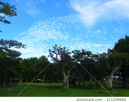 大磯城山公園（神奈川縣大磯町） 121298988