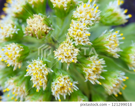 打開fukinotou的特寫 121299018