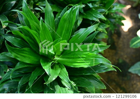 Indian butterfly orchid (Liliaceae) Spider plant Indian butterfly orchid (Liliaceae) Spider plant 121299106