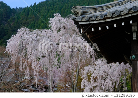 京都善峰寺的垂枝櫻花 121299180