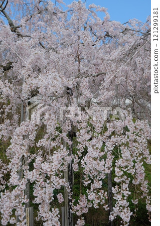 Weeping cherry blossoms at Zenpoji Temple in Kyoto 121299181
