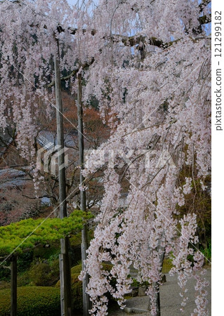 京都善峰寺的垂枝櫻花 121299182