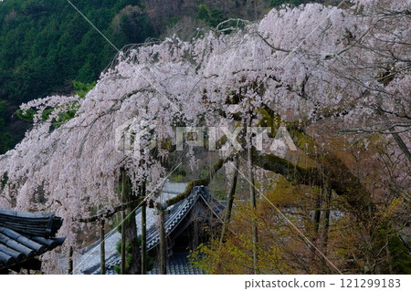 Weeping cherry blossoms at Zenpoji Temple in Kyoto Weeping cherry blossoms at Zenpoji Temple in Kyoto 121299183