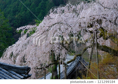 京都善峰寺的垂枝櫻花 121299184