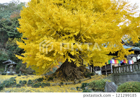 Higashi-Matsuyama City, Saitama Prefecture Bando 33 Kannon No. 10 Fudasho Shoboji Iwadono Kannon Great Gingko Higashi-Matsuyama City, Saitama Prefecture Bando 33 Kannon No. 10 Fudasho Shoboji Iwadono Kannon Great Gingko 121299185