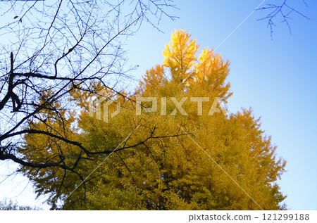 埼玉縣東松山市坂東 33 觀音 No.10 Fudasho Shoboji Iwadono Kannon Great Gingko 埼玉縣東松山市坂東 33 觀音 No.10 Fudasho Shoboji Iwadono Kannon Great Gingko 121299188