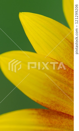 Close-Up of Vibrant Yellow Sunflower Petals with Green Background. Ideal for nature themes, floral designs, eco-friendly concepts, and wellness promotions. Close-Up of Vibrant Yellow Sunflower Petals with Green Background. Ideal for nature themes, floral designs, eco-friendly concepts, and wellness promotions. 121299206
