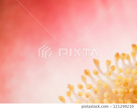 A close-up of delicate yellow flower stamens against a soft pink gradient background, creating a dreamy, ethereal effect. 121299210