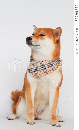 A Shiba Inu with a stylish beige plaid bandana, sitting confidently against a plain white background, exuding charm and poise. 121299253
