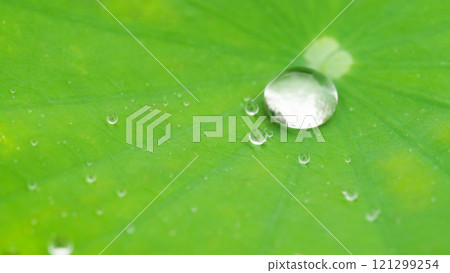 Close up of a water drop on a green lotus leaf, highlighting the intricate texture and veins. The droplet reflects light, adding a sense of freshness and tranquility. 121299254