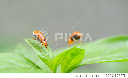 A close-up shot of two small, bright orange beetles on fresh green leaves, with a softly blurred background emphasizing the vibrant foreground details. 121299255