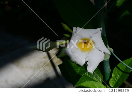 曼德維爾 (夾竹桃科) 曼德維拉屬 曼德維爾 (夾竹桃科) 曼德維拉屬 121299279