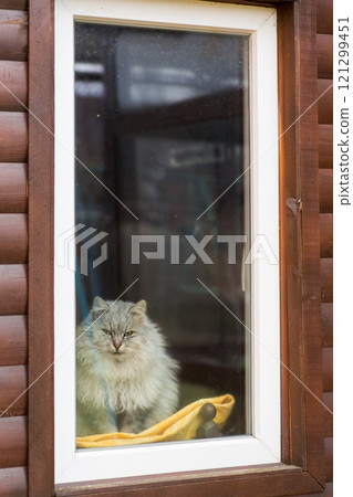 cute purebred Siberian cat sits by the window and looks out onto the street 121299451