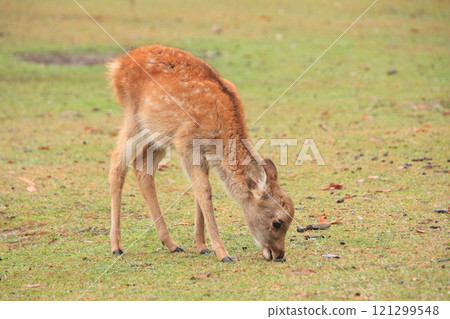 Nara Park in the early autumn morning: Autumn leaves and deer Nara Park in the early autumn morning: Autumn leaves and deer 121299548