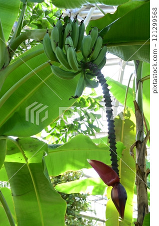 北商香蕉,台灣香蕉的主要品種 北商香蕉,台灣香蕉的主要品種 121299568