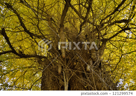 埼玉縣東松山市坂東 33 觀音 No.10 Fudasho Shoboji Iwadono Kannon Great Gingko 121299574