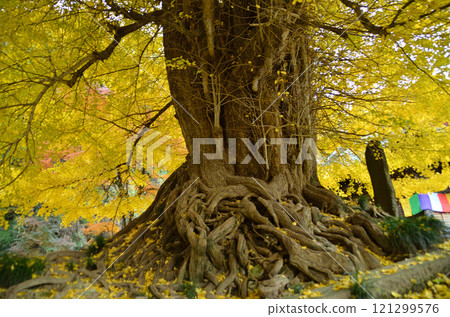 埼玉縣東松山市坂東 33 觀音 No.10 Fudasho Shoboji Iwadono Kannon Great Gingko 埼玉縣東松山市坂東 33 觀音 No.10 Fudasho Shoboji Iwadono Kannon Great Gingko 121299576