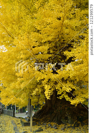 埼玉縣東松山市坂東 33 觀音 No.10 Fudasho Shoboji Iwadono Kannon Great Gingko 埼玉縣東松山市坂東 33 觀音 No.10 Fudasho Shoboji Iwadono Kannon Great Gingko 121299579