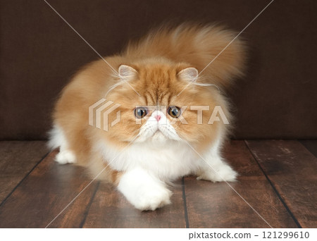 Portrait of a fluffy Persian cat on a dark background. Color: red and white. Portrait of a fluffy Persian cat on a dark background. Color: red and white. 121299610