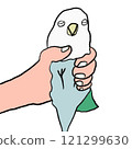 Parakeet Bird 121299630