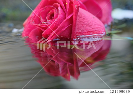 Rose floating in water 121299689