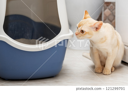 A domestic cat uses a litter box with a lid in the toilet room. A domestic cat uses a litter box with a lid in the toilet room. 121299701