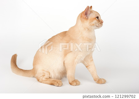 Adorable cream Burmese kitten full length. 121299702
