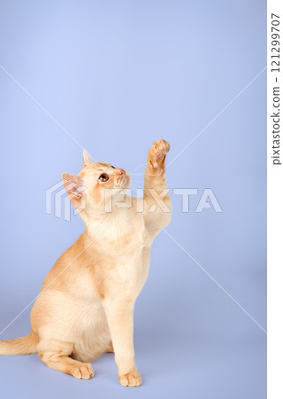 Adorable cream Burmese kitten full length. 121299707