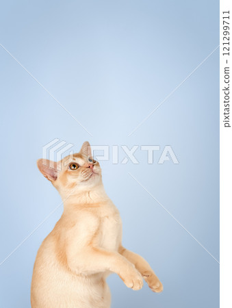 Adorable cream kitten of Burmese cat. Adorable cream kitten of Burmese cat. 121299711