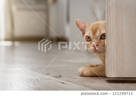 Burmese cat hiding behind open door. Cute kitten indoors. Burmese cat hiding behind open door. Cute kitten indoors. 121299713