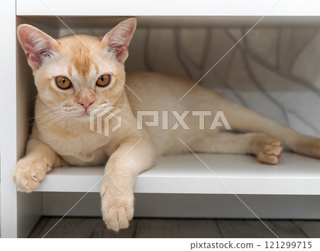 Burmese cat lying on white shelf. Cute domestic cat resting on shelf in closet. Burmese cat lying on white shelf. Cute domestic cat resting on shelf in closet. 121299715