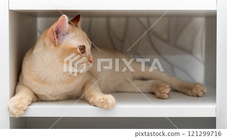 Burmese cat lying on white shelf. Cute domestic cat resting on shelf in closet. Burmese cat lying on white shelf. Cute domestic cat resting on shelf in closet. 121299716
