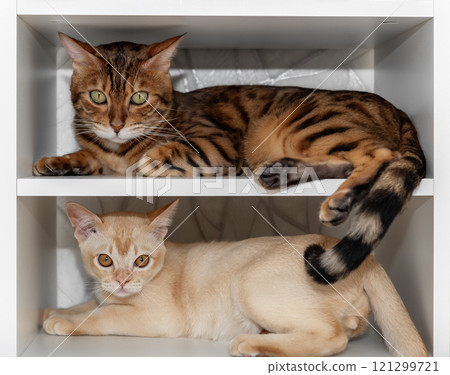 Two cats on white shelves. A Burmese cat and a Bengal cat are lying on a shelf in a closet. Two cats on white shelves. A Burmese cat and a Bengal cat are lying on a shelf in a closet. 121299721
