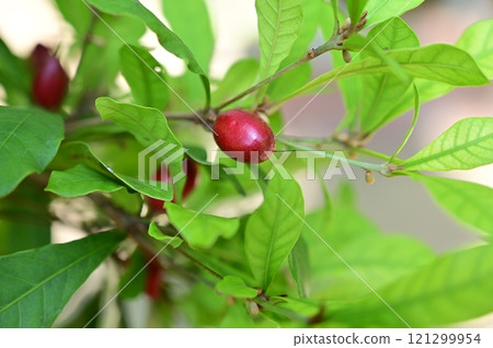 Miracle fruit (Scrophulariaceae) Red fruit of the genus Fructrico 121299954