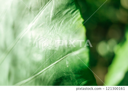 Close up  leaves of the green bon tree 121300161