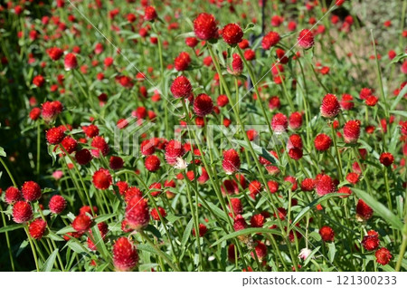 A perennial plant of the Amaranthaceae family 121300233