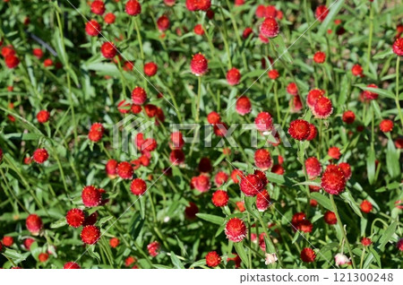 A perennial plant of the Amaranthaceae family 121300248