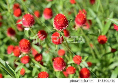 A perennial plant of the Amaranthaceae family 121300250