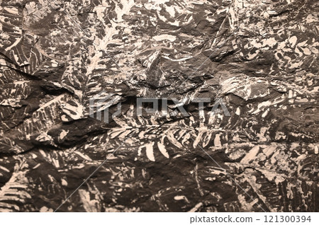 蕨類植物種子化石 121300394