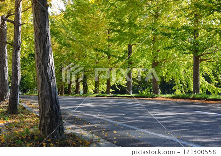 Green and yellow tree-lined street Green and yellow tree-lined street 121300558
