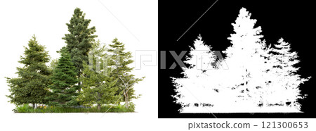 pine and chrismast tree group and small forest 121300653