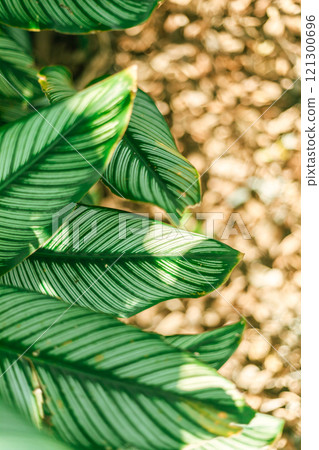 Close up Goeppertia ornata ornamental plant Close up Goeppertia ornata ornamental plant 121300696