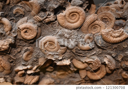 Dactylioceras ammonite fossil 121300708