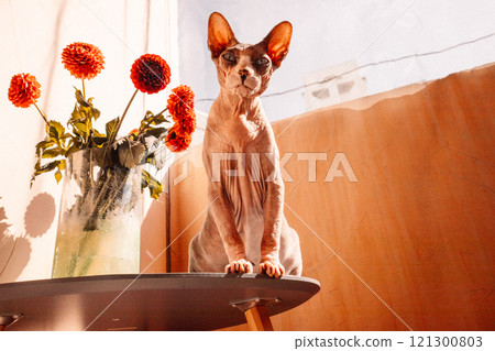 Canadian Sphynx bald cat with big ears sitting on table near green glass vase with red dahlia bouquet flowers and looking at camera A pet in sunny day Canadian Sphynx bald cat with big ears sitting on table near green glass vase with red dahlia bouquet flowers and looking at camera A pet in sunny day 121300803