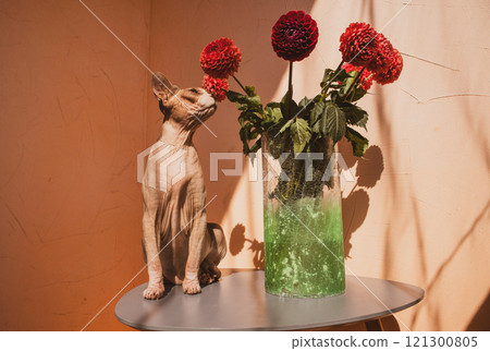 Canadian Sphynx bald cat sitting on a table near green glass vase with red dahlia bouquet flowers and sniffing the buds. A pet at home in summer day.  121300805