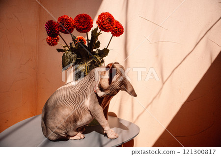 Hairless sphynx cat is sitting on table near vase with red dahlia flowers bouquet. Unusual cat is licking washing itself in sunny day Domestic animal. Hairless sphynx cat is sitting on table near vase with red dahlia flowers bouquet. Unusual cat is licking washing itself in sunny day Domestic animal. 121300817