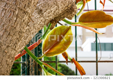 Ficus tree with a green leaf on the branch in summer botanical garden. Ficus elastic plant rubber tree in daytime. Old tree trunk texture.  121300821