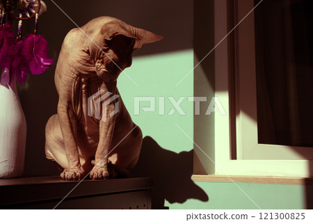 A bald cat of Canadian Sphynx breed in homy interior with contrasting shadow. Pet at home. Sphinx breed feline on a table indoors. Feline pet shadows. 121300825