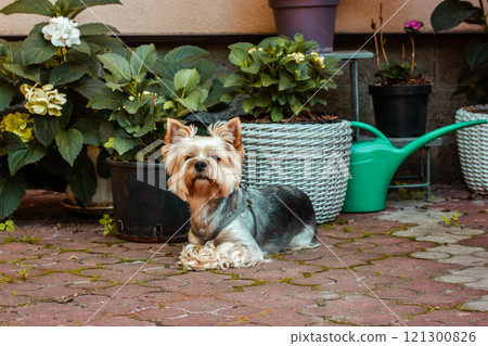 Small shaggy Yorkshire terrier dog sits among hydrangea blossoms in backyard of home formal garden in summer. Potted hydrangeas flowers. Watering Can. Small shaggy Yorkshire terrier dog sits among hydrangea blossoms in backyard of home formal garden in summer. Potted hydrangeas flowers. Watering Can. 121300826