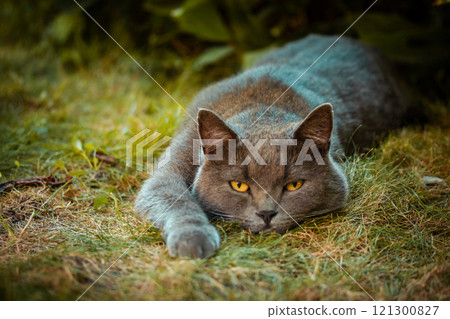 Beautiful British shorthair cat with yellow eyes is lying calmly on green grass. Domestic cat on garden backyard. Feline animal relaxing on nature. 121300827
